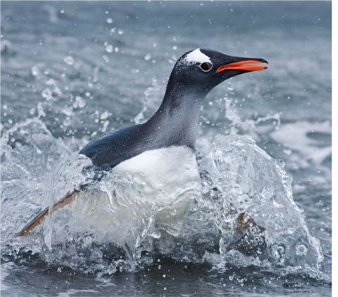 Penguins:Close Encounters
