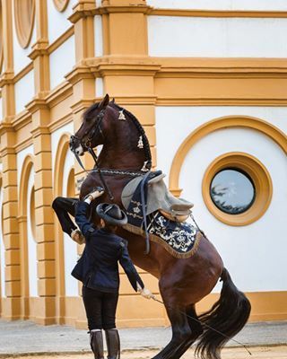 THE EQUESTRIAN WORLD