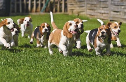 FOR THE LOVE OF DOGS