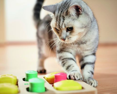 FOR THE LOVE OF CATS