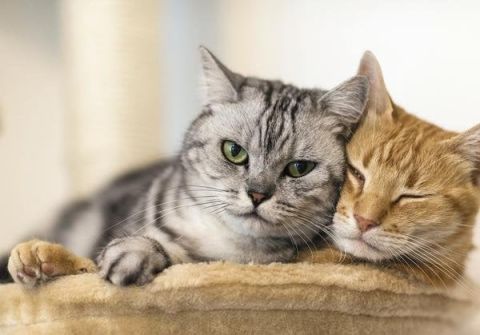 FOR THE LOVE OF CATS