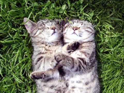 FOR THE LOVE OF CATS