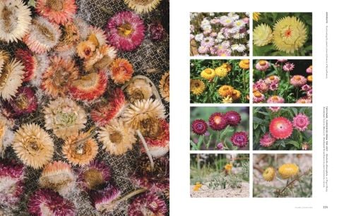 Super Bloom