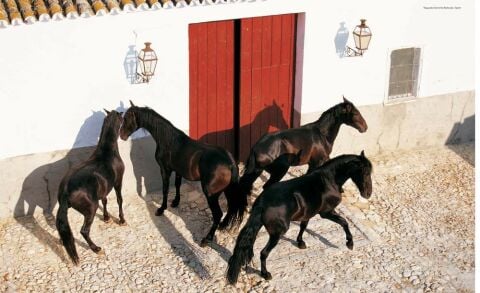 The World's Most Beautiful HORSES