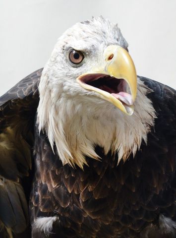 Raptors:Portraits of Birds of Prey