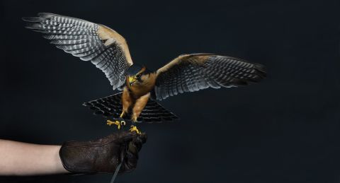 Raptors:Portraits of Birds of Prey