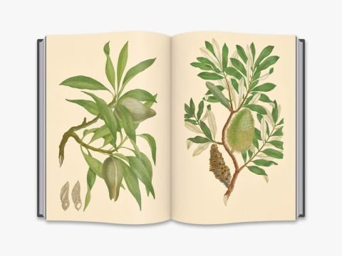JOSEPH BANKS - FLORILEGIUM