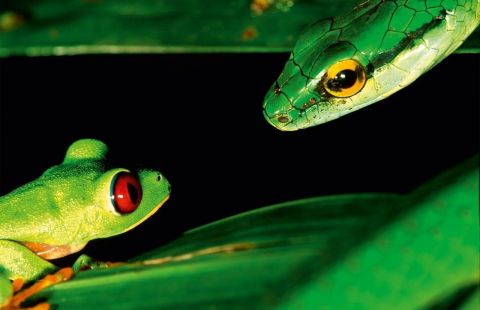 JUNGLE SPIRITS