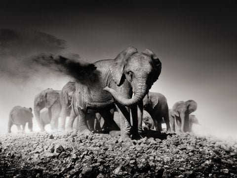 ELEPHANTS IN HEAVEN
