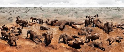 ELEPHANTS IN HEAVEN